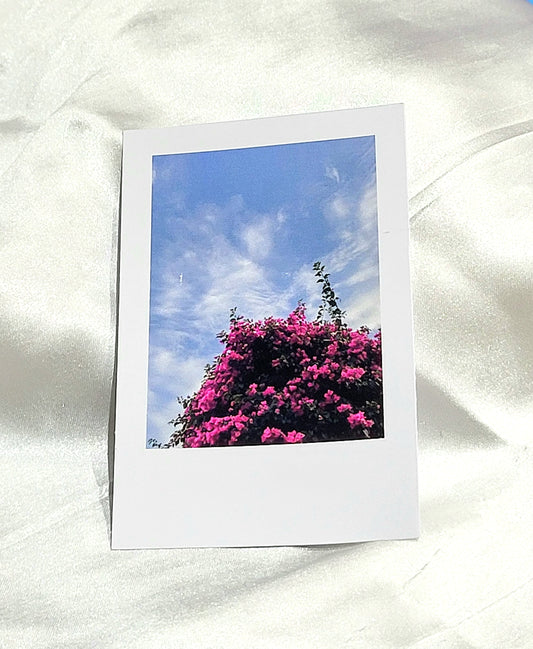 Bougainvillea Sky Polaroid